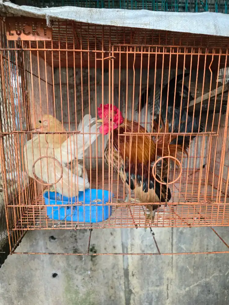 Indukan ayam serama bukan ayam kate..