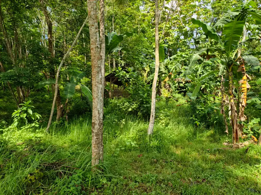 Dijual tanah 35 ubin sertifikat SHM 100juta nego