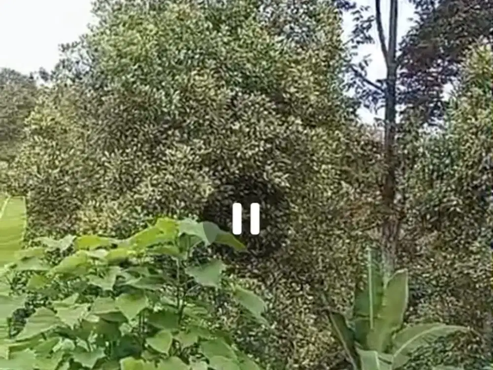 Dijual perkebunan durian aktif Wonosalam, Jombang