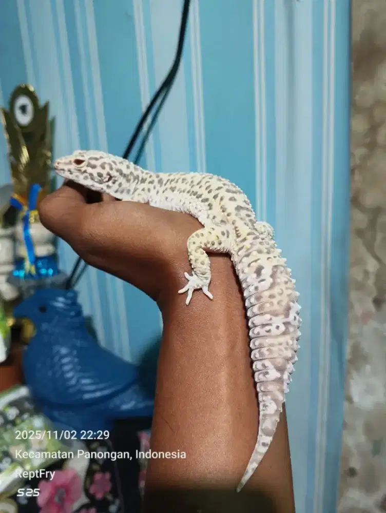 Leopard gecko lost data