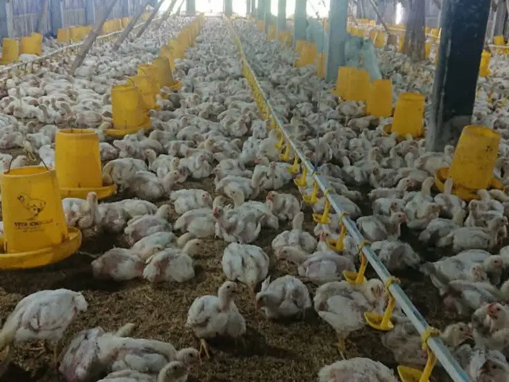 Dijual cepat BU peternakan ayam aktif tinggal jalan di Kediri