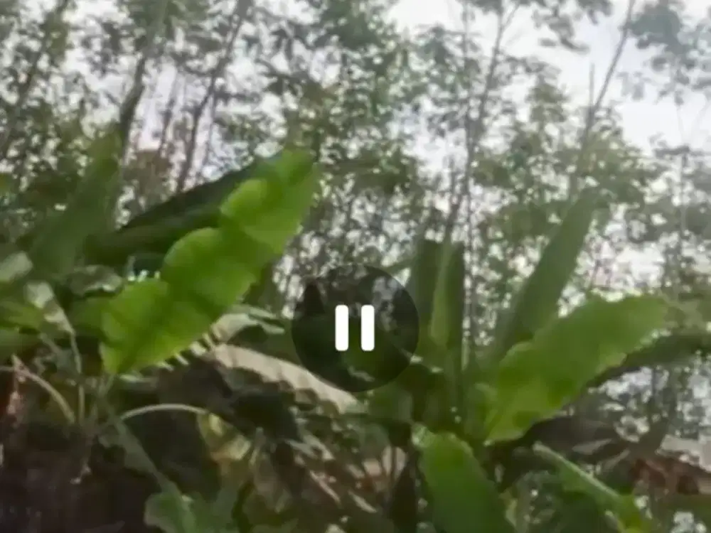 Dijual tanah kebun durian dan sengon Wonosalam, Jombang