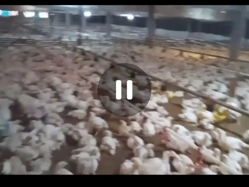 Dijual peternakan ayam aktif Bareng, Jombang