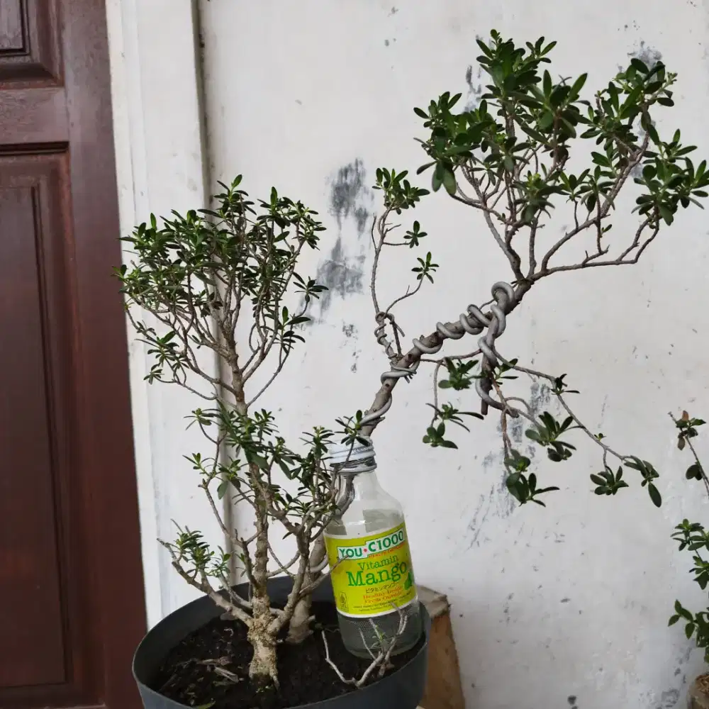 Bonsai Santigi Mame
