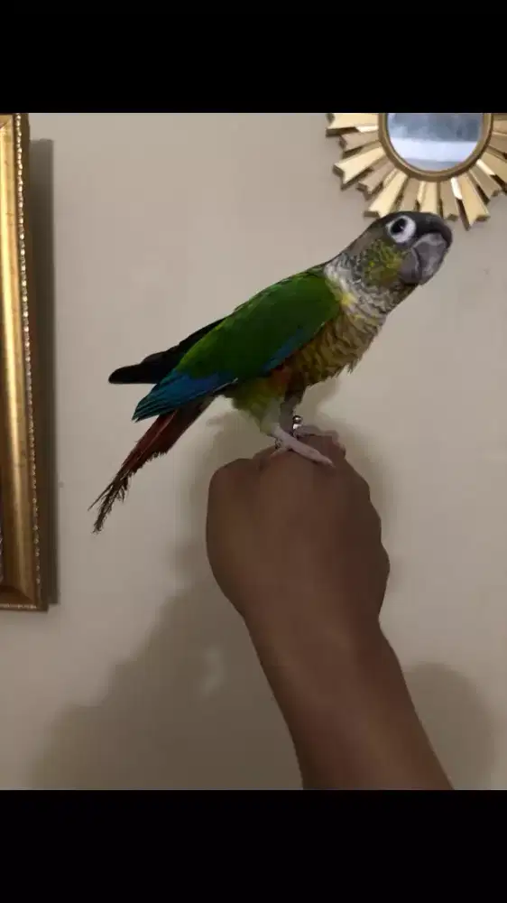 YSC Conure Jinak Total
