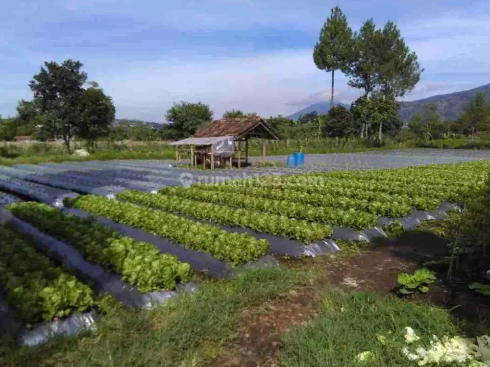 Tanah kebun terawat di maribaya lembang bandung barat