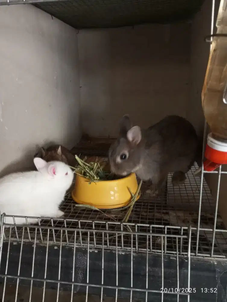 Indukan kelinci nd / netherland dwarf
