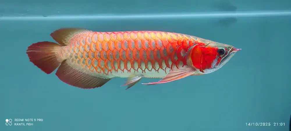 Ikan Arwana Super Red