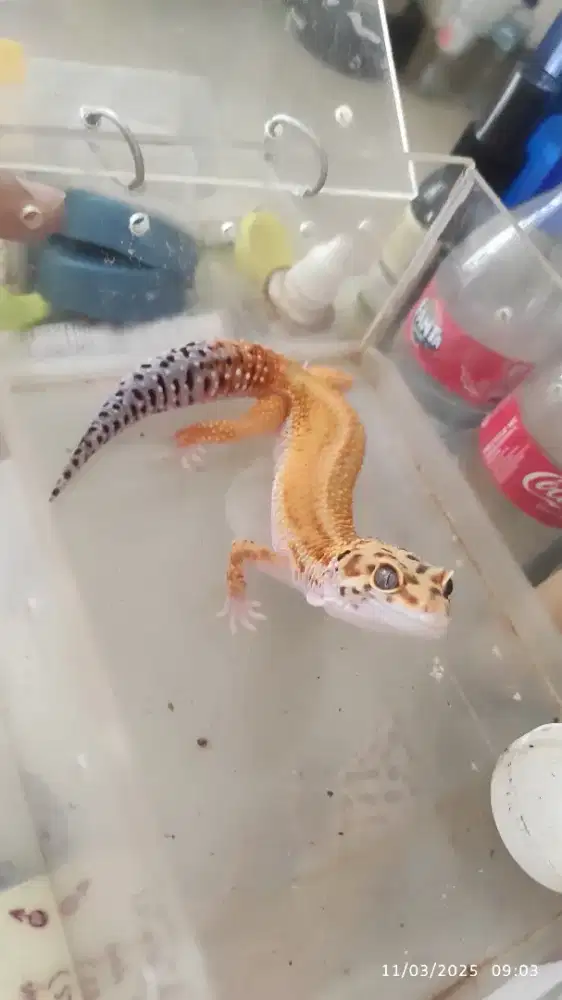 Dijual ada 10 ekor gecko dewasa, area Wisata Bukit Mas Srbaya