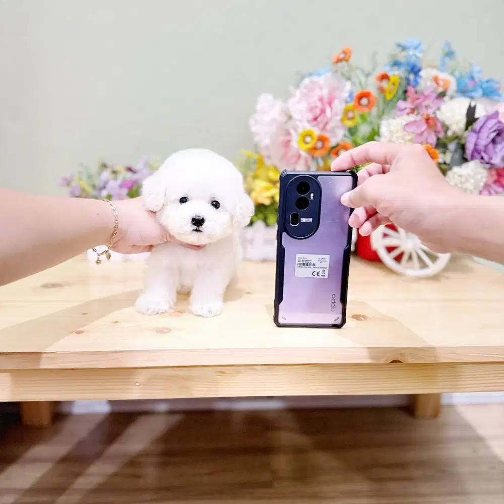 Male korean mini bichon super imut size kecil bloodline import korea