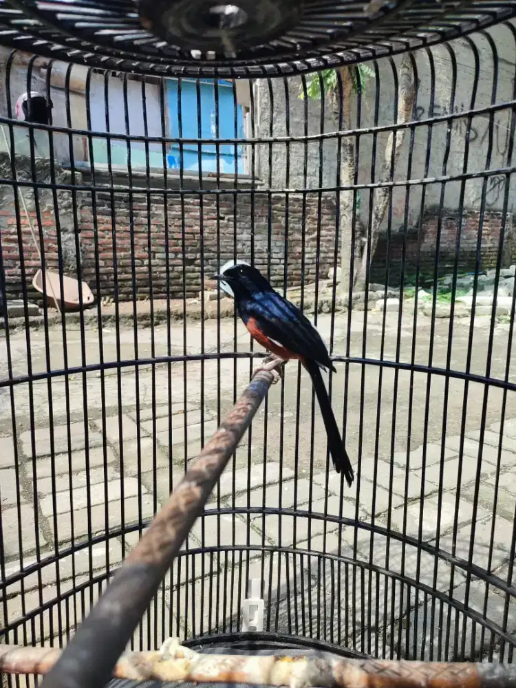 Murai batu jantan joss