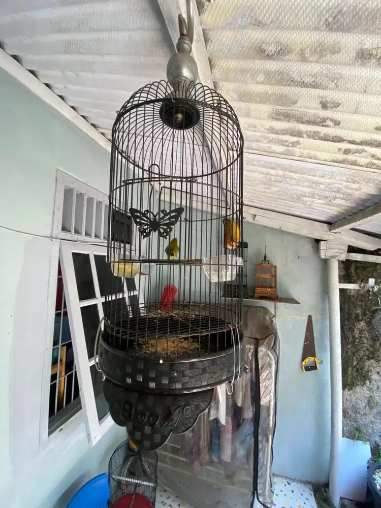 Buxtomi fullset minat wa aja bunyi rajin udah ngeriwik blm buka paruh