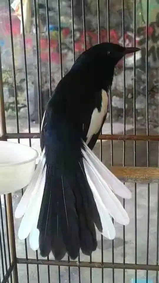 Kacer Gacor – Suara Keras & Ngerol Panjang ngobra udah pasti