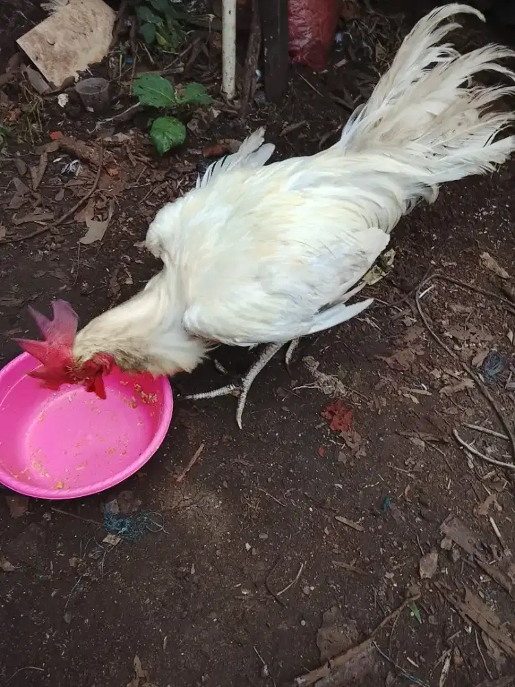 Jual jago pelung putih