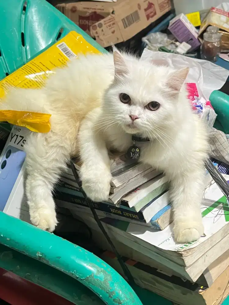 OPEN ADOPT KUCING PERSIA BETINA