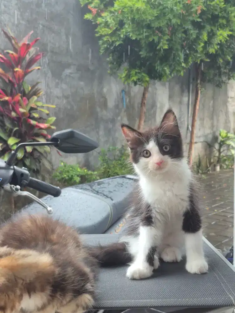 Lepas Adop Kucing Mainecoon Jantan & Betina