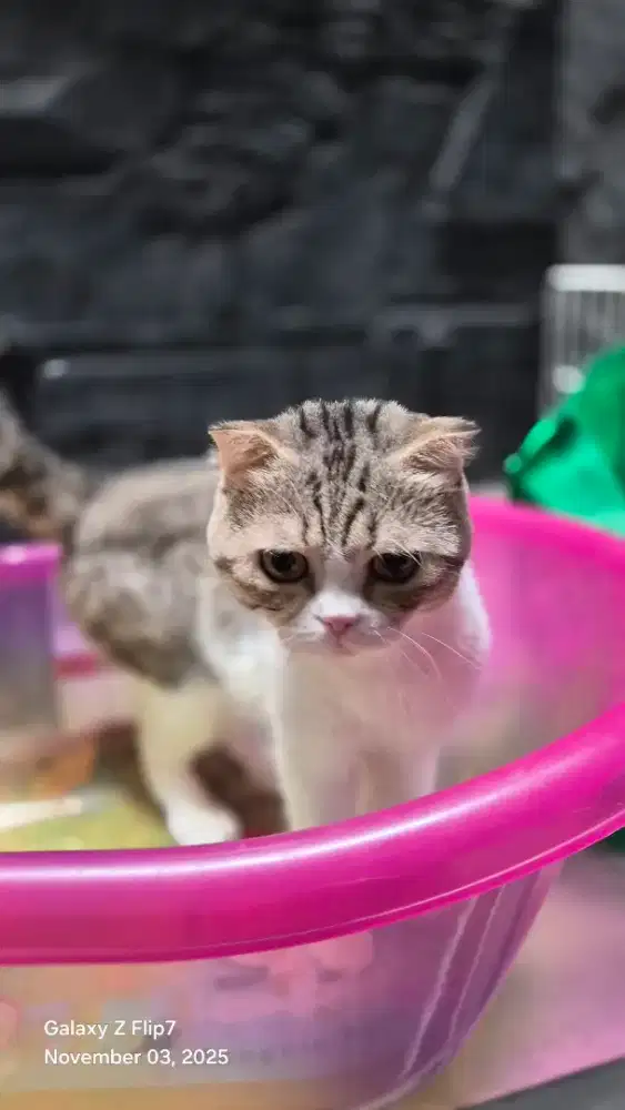 BSH Scottish Fold Jantan