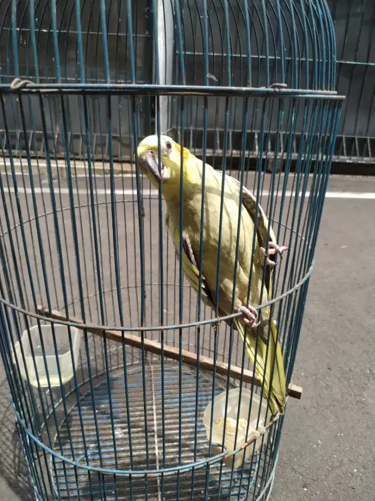 Jual parkit australia