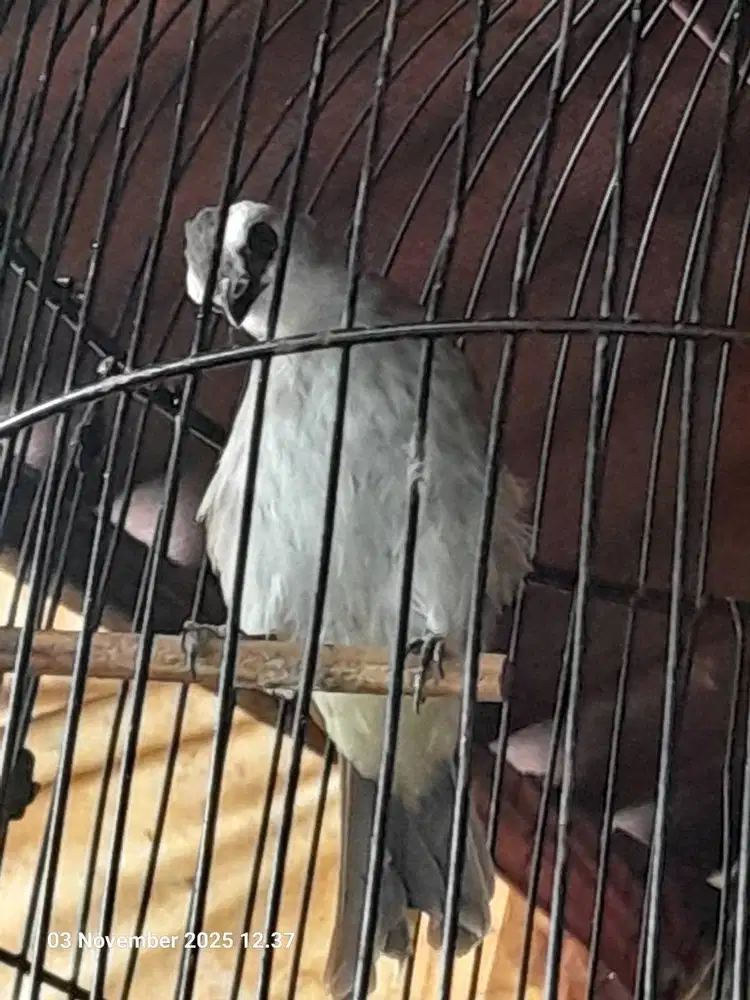 burung trucukan harian bunyi tapi belum gacor