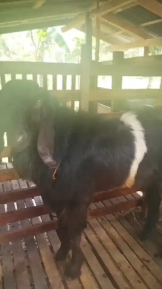 KAMBING KENDIT HITAM PUTIH JANTAN