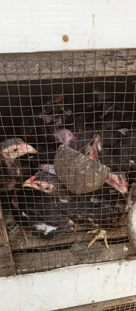 Anakan Ayam kampung
