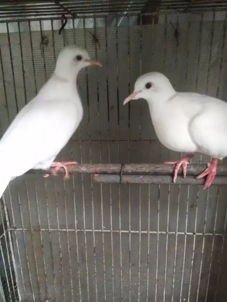 Puter putih mata hitam