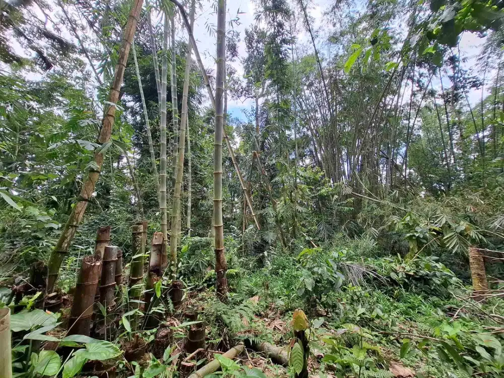 Tanah kebun luasan kecil di ketinggian 800mdpl suasana sejuk