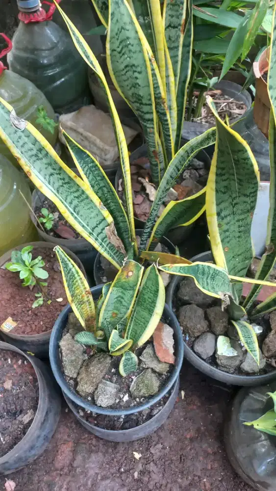 Kembang Lidah Mertua