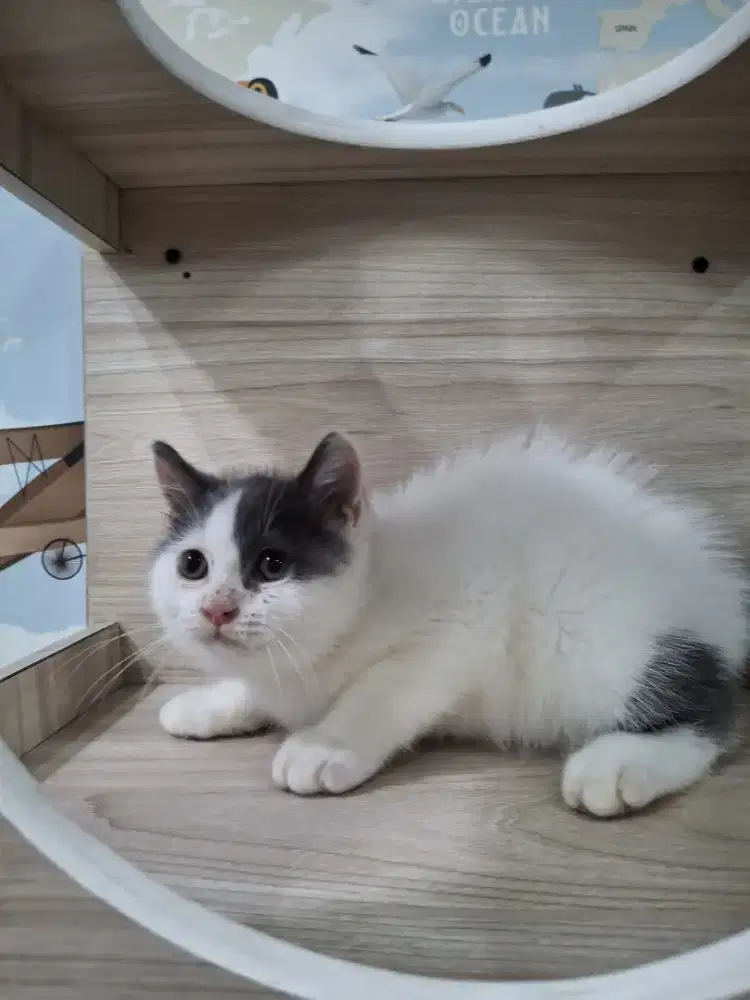 KUCING MUNCHKIN NS JANTAN