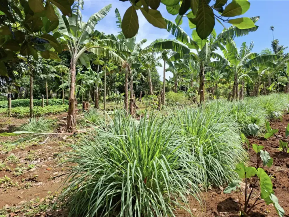 jual tanah darat bogor