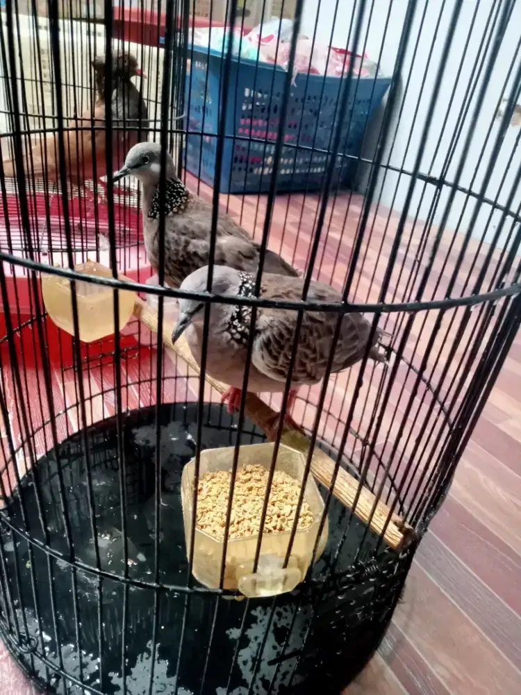 Tekukur sepasang bunyi