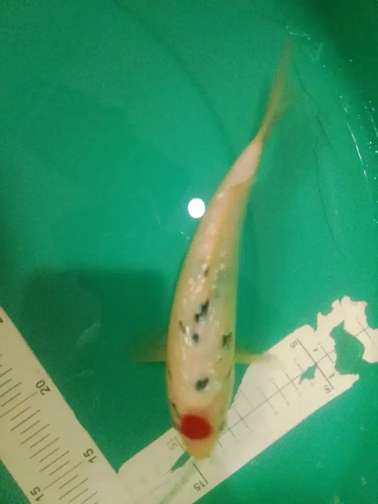 Ikan koi jenis Tancho Sanke Ginrin 28cm warna strong