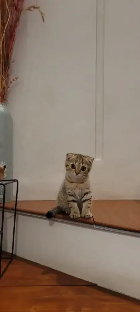Kucing Scottish Fold