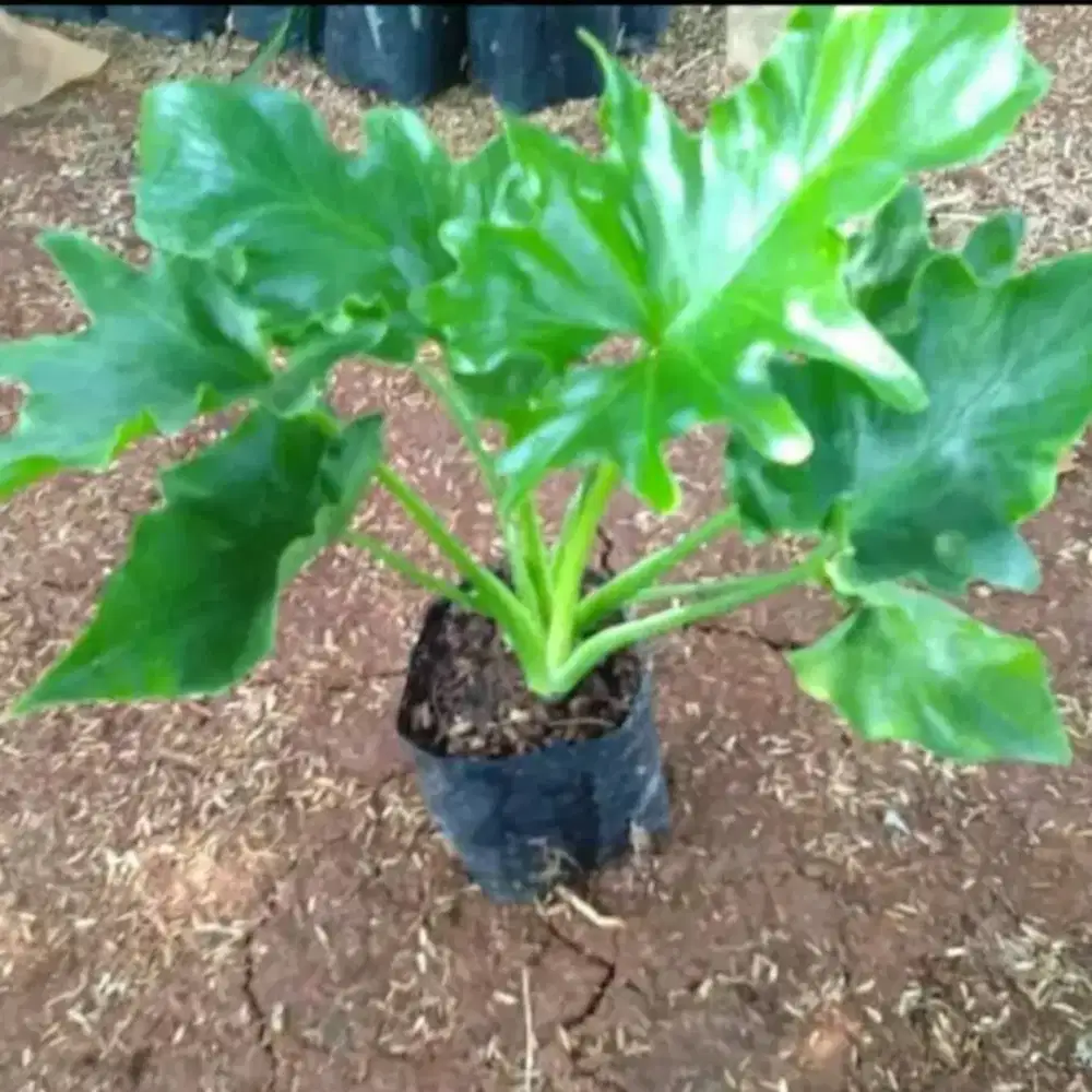 tanaman hias phlino  dendrum