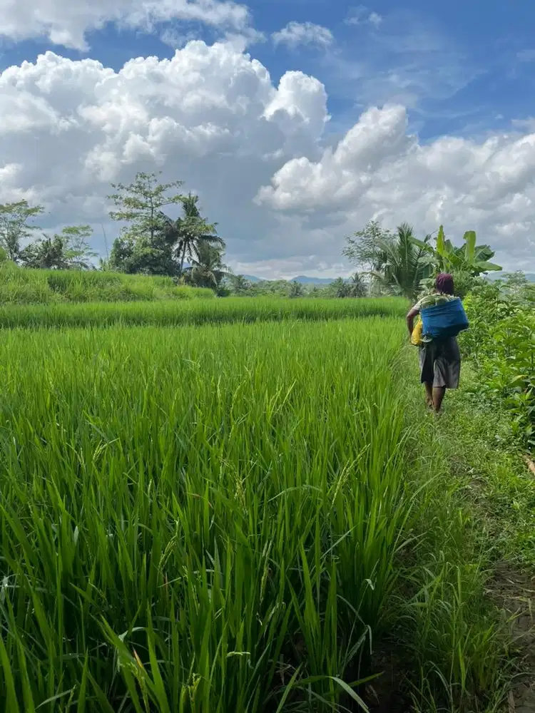Dijual Sawah Produktif