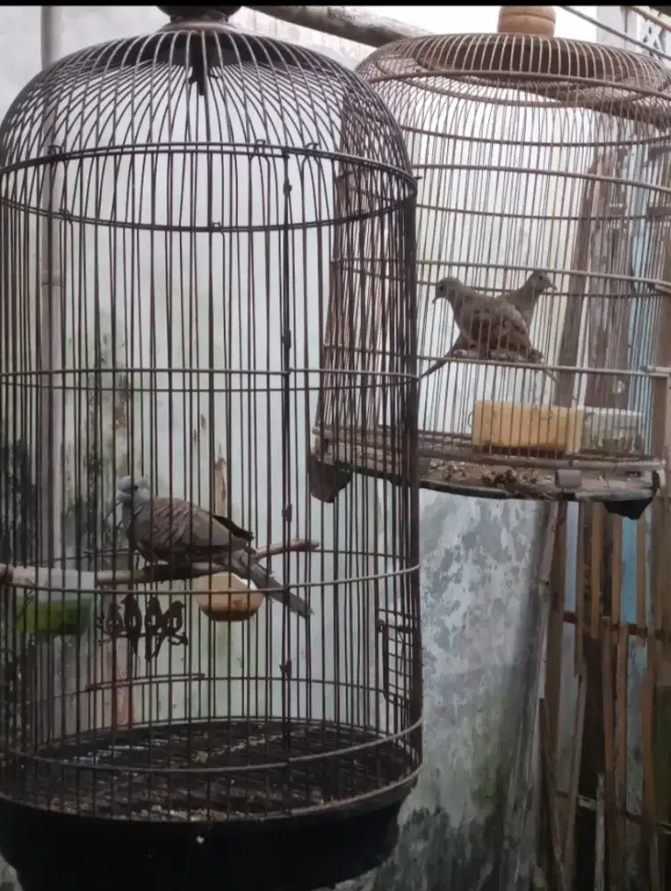 Di borong 5 burung prkutut,trotokan,wilis plus k satu ja