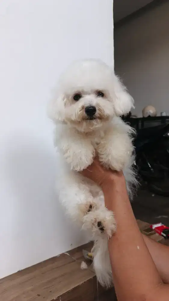 Bichon Frise Betina Non Stb/Stb