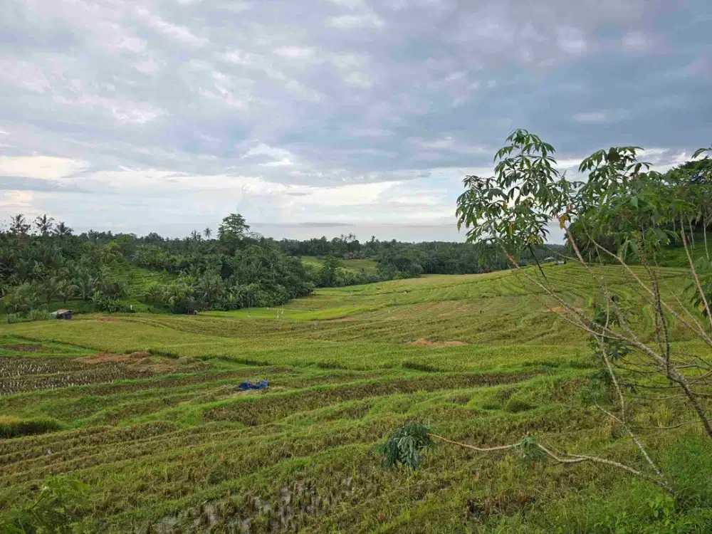 Dijual tanah view cantik sawah terasering di tabanan bali