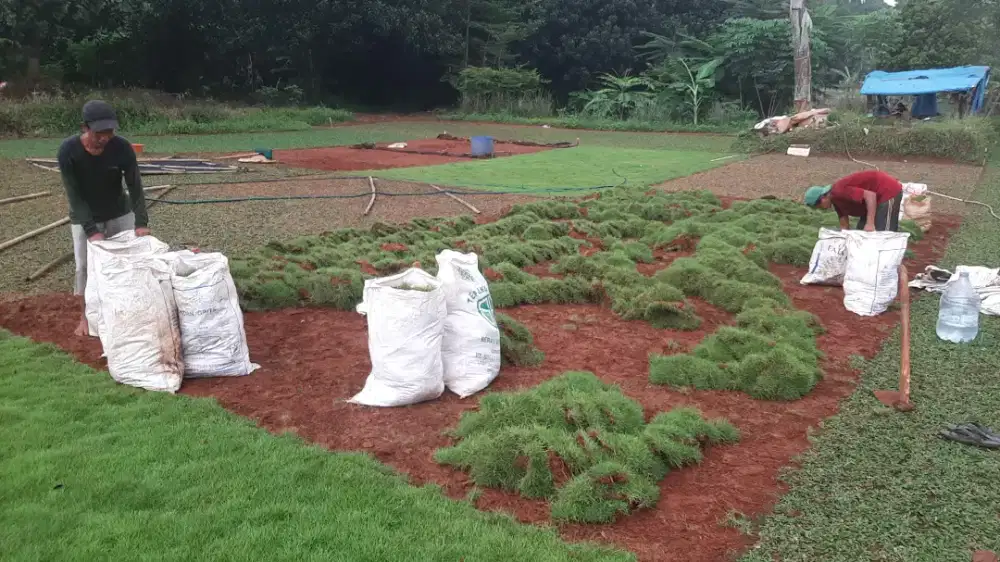 Rumput SWIS & gajah mini