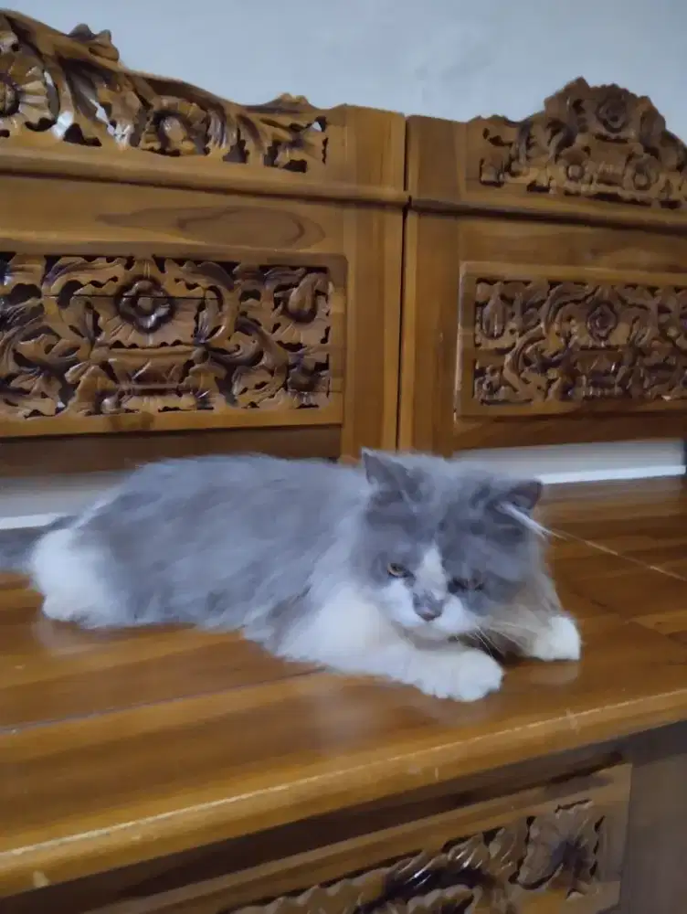 Kucing Persia Medium Jantan 6 Bulan Lebih