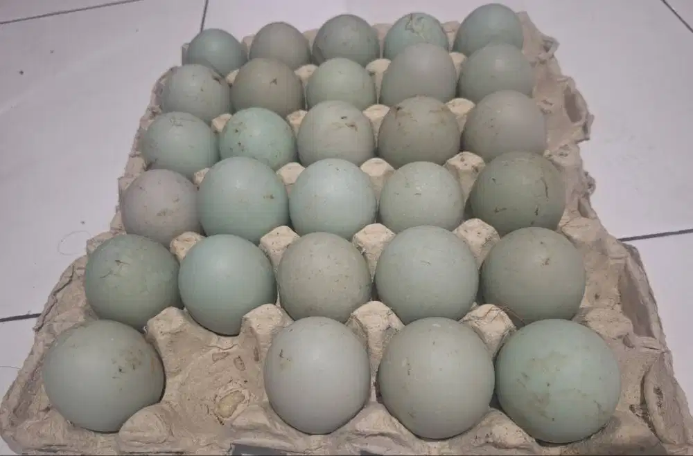 Jual telor bebek (mentah)