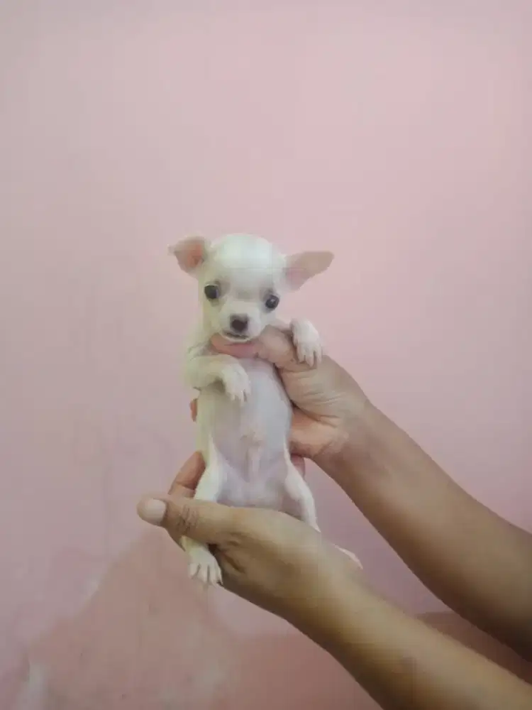 Puppy Chihuahua Ganteng