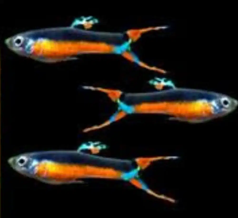 Guppy Endler Santa Maria