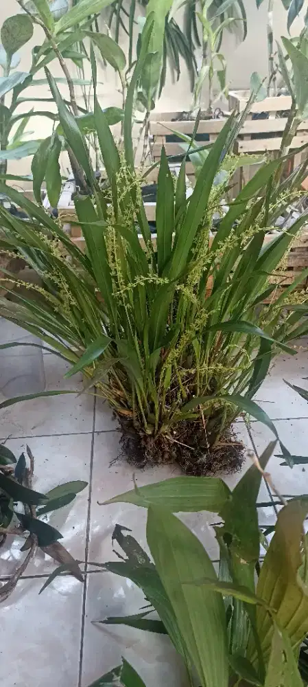 Anggrek species Dendrocilum