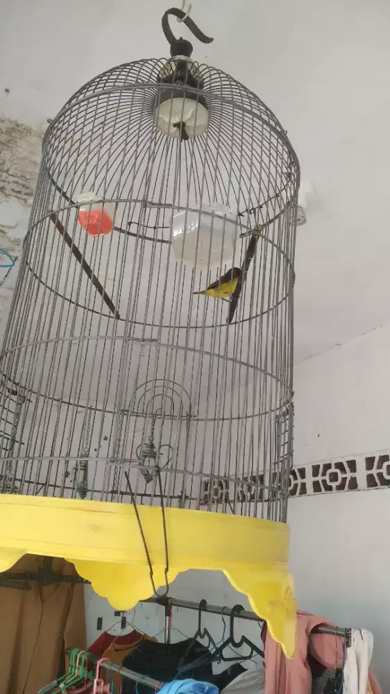 Burung kemade bunga api