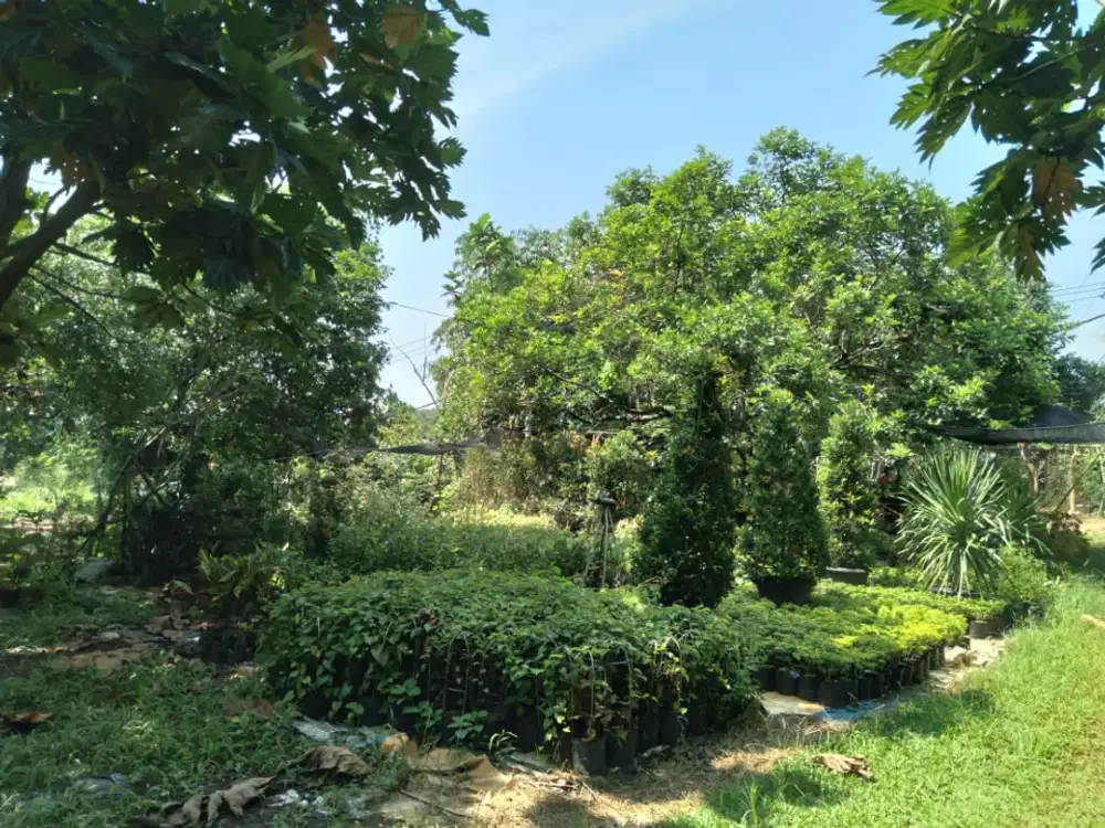 Tanah di Parung Bogor Luas 5000m