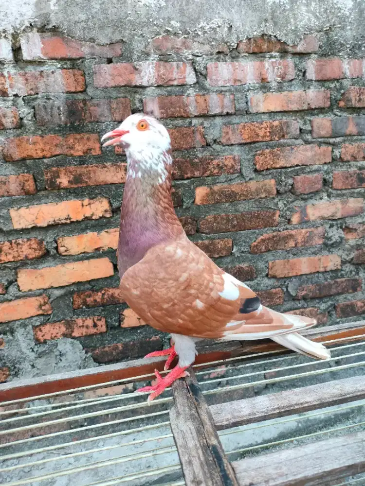 Merpati kolong player