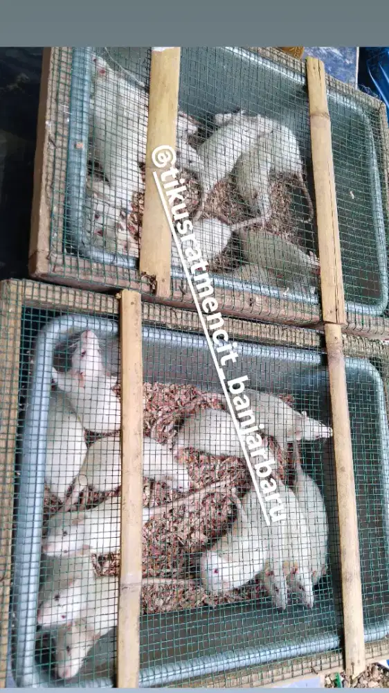 Tikus putih rat wistar