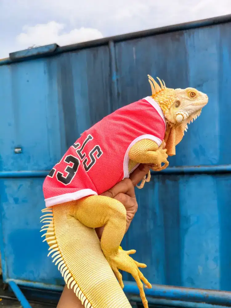 Iguana aLbino Het Snow