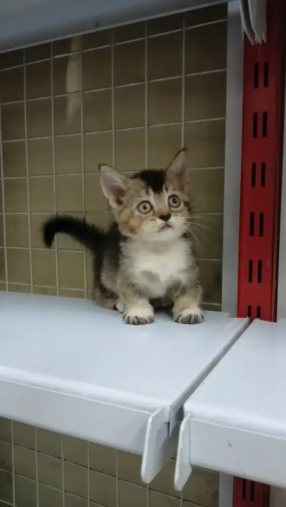 Munchkin British Shorthair